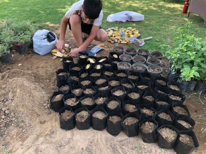 Collected seeds being potted into grow bags